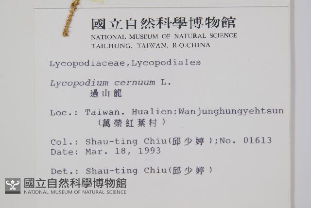 過山龍藏品圖，第2張