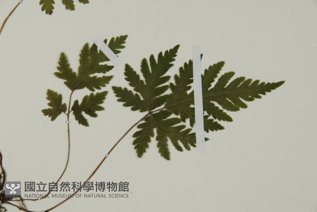 薄葉三叉蕨藏品圖，第3張