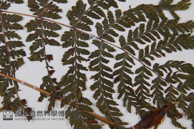 細葉蹄蓋蕨藏品圖，第3張