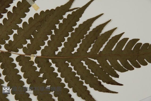 網脈突齒蕨藏品圖，第3張