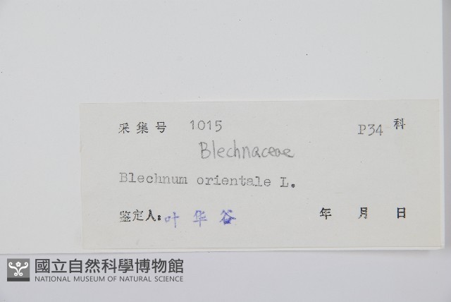 烏毛蕨藏品圖，第2張