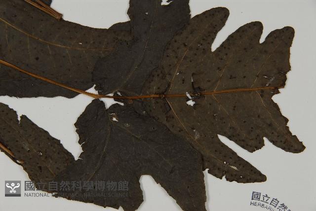 三叉蕨藏品圖，第3張