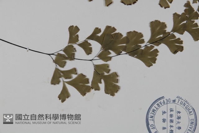 鐵線蕨藏品圖，第3張