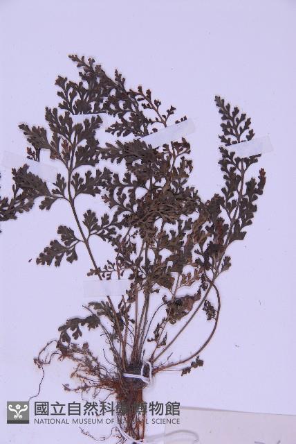 北京鐵角蕨藏品圖，第3張