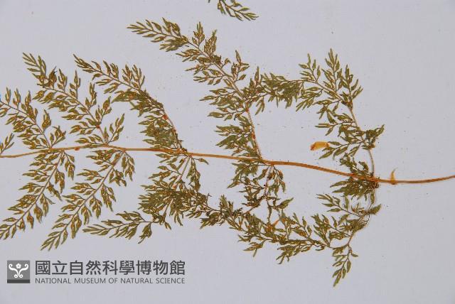 宿枝小膜蓋蕨藏品圖，第3張