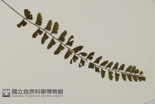 愛氏鐵線蕨藏品圖，第3張