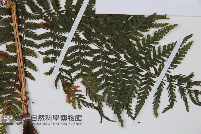 假冷麻藏品圖，第3張