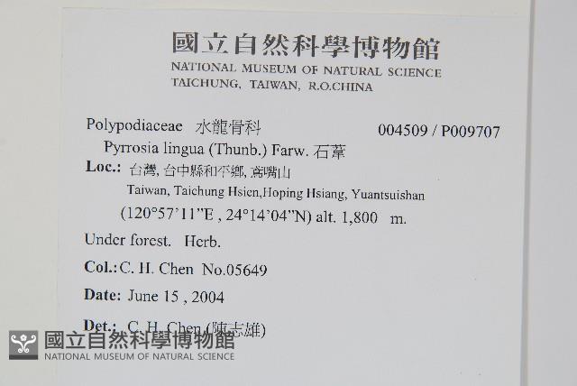 Japanese felt fern Collection Image, Figure 2, Total 2 Figures