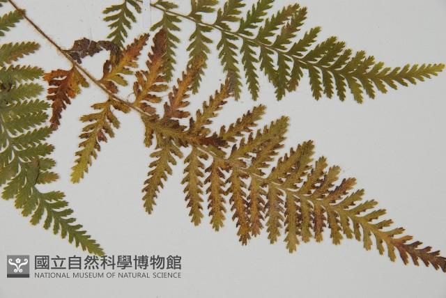 細毛碗蕨藏品圖，第3張