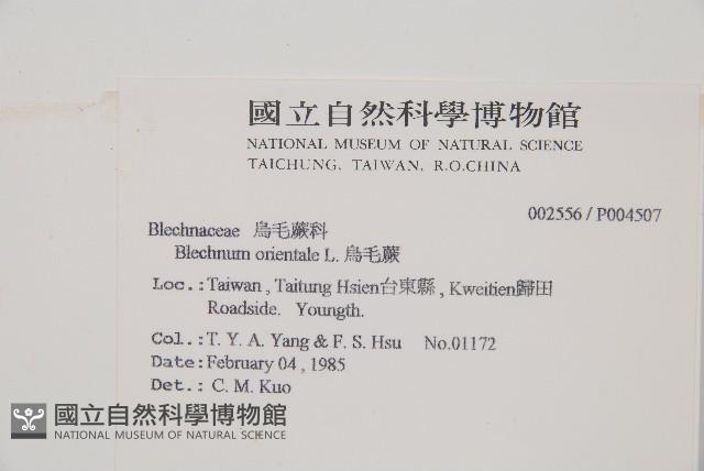 烏毛蕨藏品圖，第2張