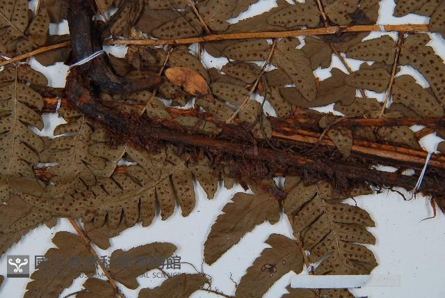 闊鱗鱗毛蕨藏品圖，第3張