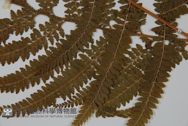 亞粗毛鱗蓋蕨藏品圖，第3張