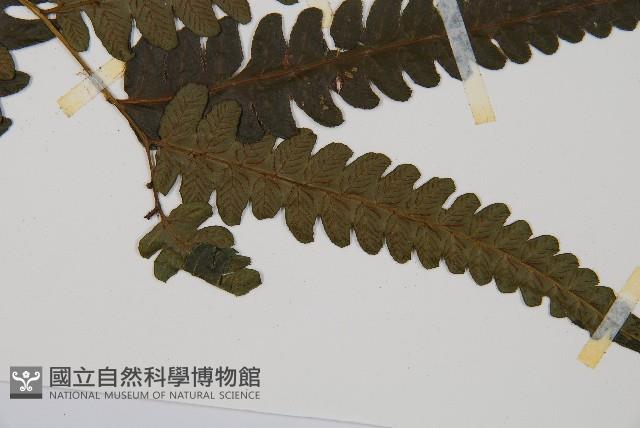 毛柄短腸蕨藏品圖，第3張