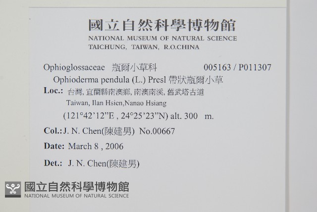 帶狀瓶爾小草藏品圖，第2張