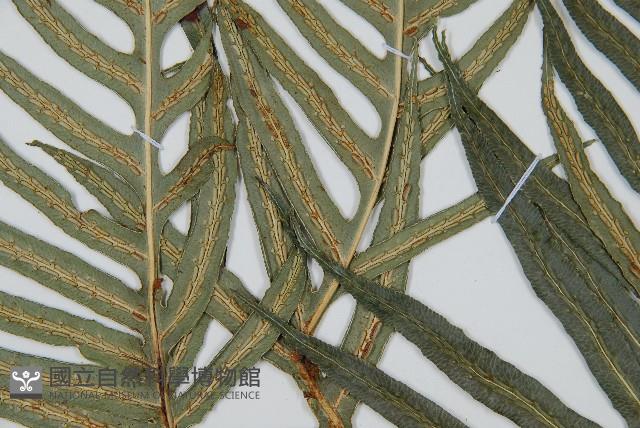 生芽狗脊蕨、頂芽狗脊蕨藏品圖，第3張