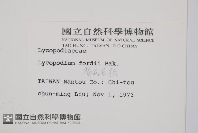 福氏石松藏品圖，第2張