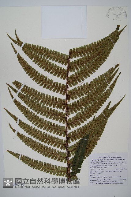 瓦氏鱗毛蕨藏品圖，第3張