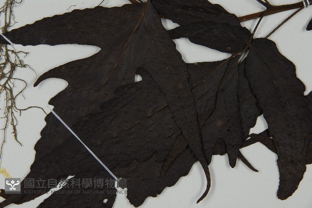 三叉蕨藏品圖，第3張