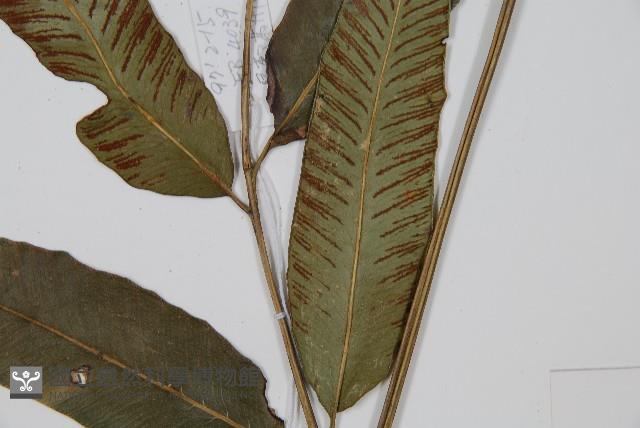 細柄雙蓋蕨藏品圖，第3張