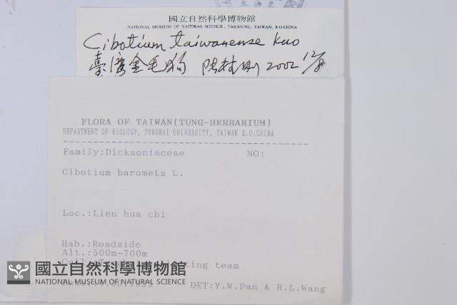 臺灣金狗毛蕨藏品圖，第2張