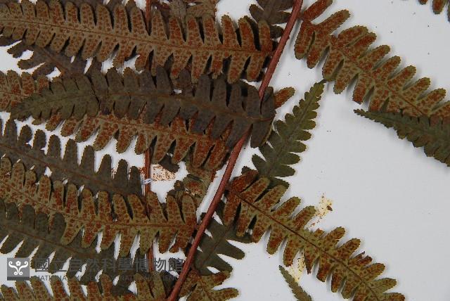 韓氏黑桫欏藏品圖，第7張