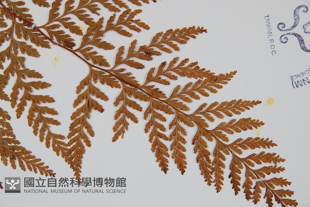碗蕨藏品圖，第3張