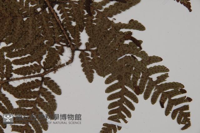 愛德氏肋毛蕨藏品圖，第3張