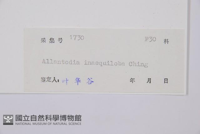 異裂短腸蕨藏品圖，第6張