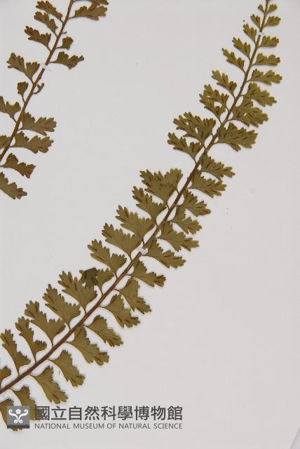 鱗柄鐵角蕨藏品圖，第3張