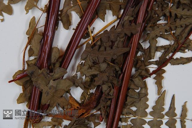 栗蕨藏品圖，第3張