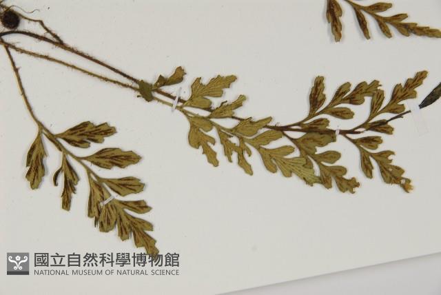 大蓬萊鐵角蕨藏品圖，第3張