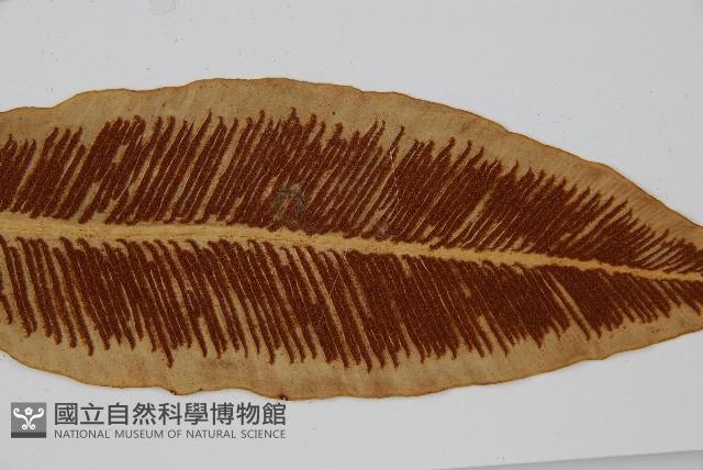 狹基巢蕨藏品圖，第3張