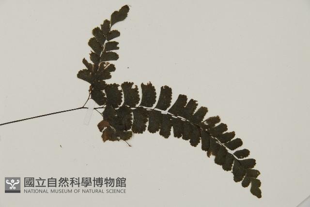 長尾鐵線蕨藏品圖，第3張