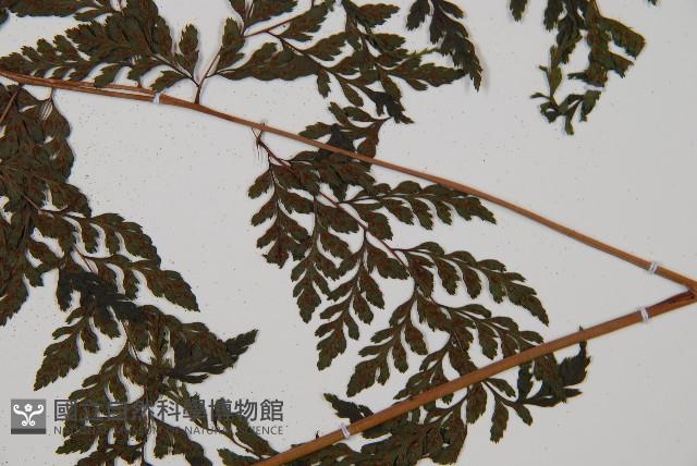 三回蹄蓋蕨藏品圖，第3張