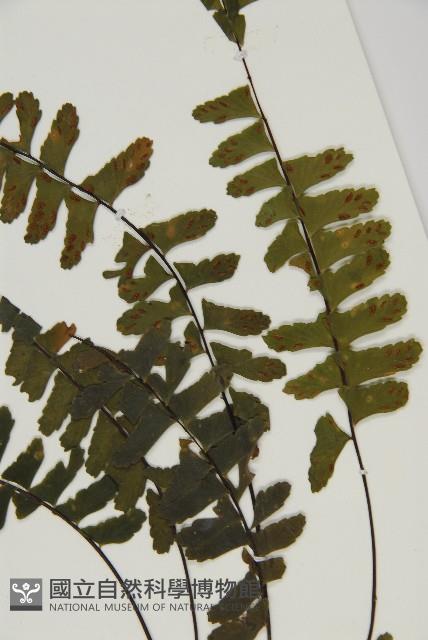 生芽鐵角蕨藏品圖，第3張