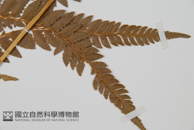 中華複葉耳蕨藏品圖，第3張