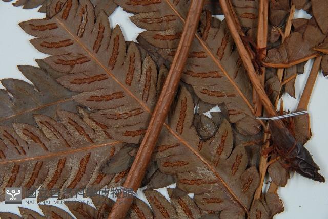 日本狗脊蕨藏品圖，第3張