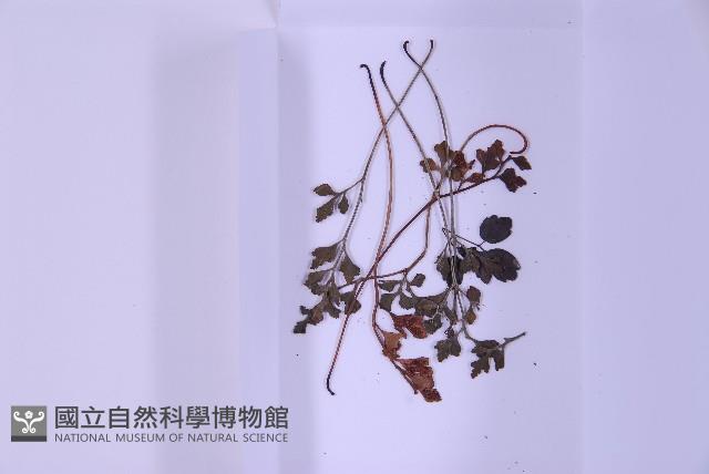 銀杏葉鐵角蕨藏品圖，第3張