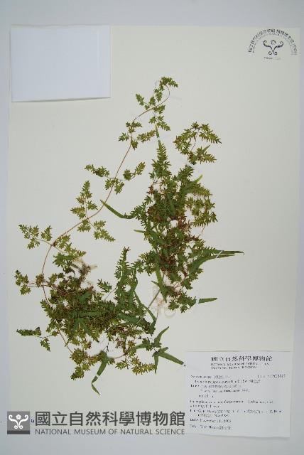 海金沙藏品圖，第3張