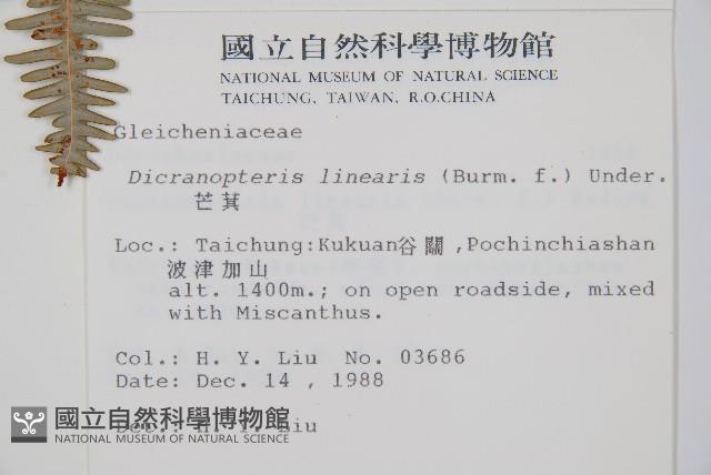 芒萁藏品圖，第2張