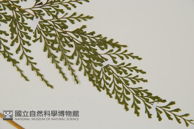 烏蕨藏品圖，第3張