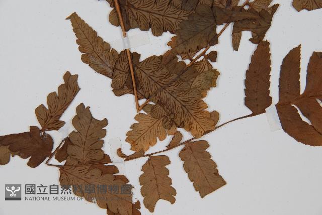 長果短腸蕨藏品圖，第3張