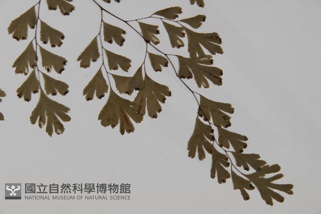 鐵線蕨藏品圖，第3張