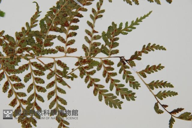 登錄號:P010717藏品圖，第3張