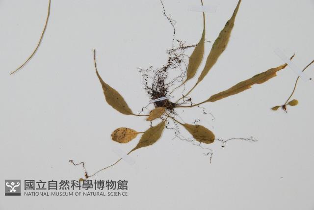 過山蕨藏品圖，第3張