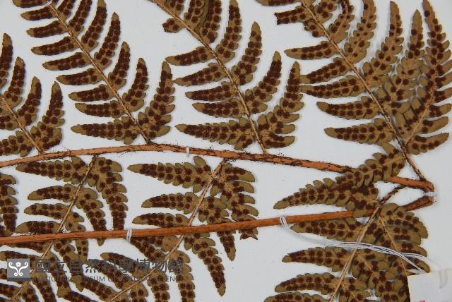 兩色鱗毛蕨藏品圖，第3張