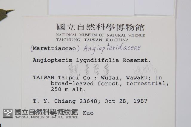 觀音座蓮藏品圖，第2張