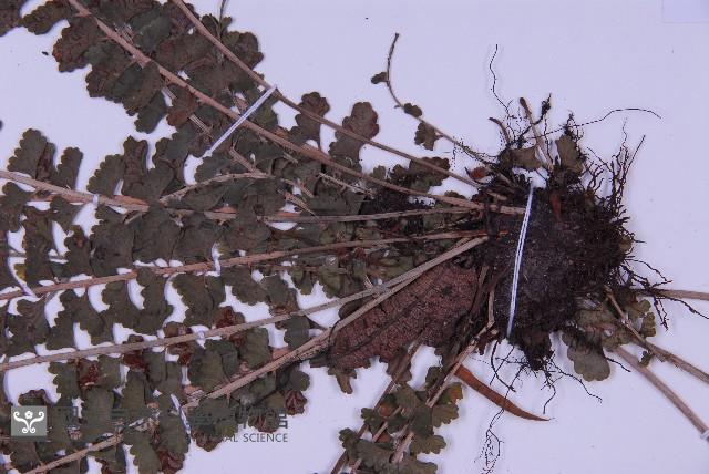 登錄號:P010017藏品圖，第6張