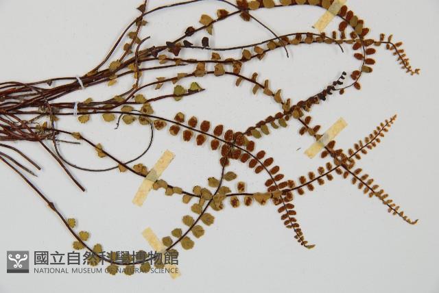 鐵角蕨藏品圖，第3張