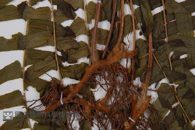 Accession Number:P008717 Collection Image, Figure 3, Total 5 Figures